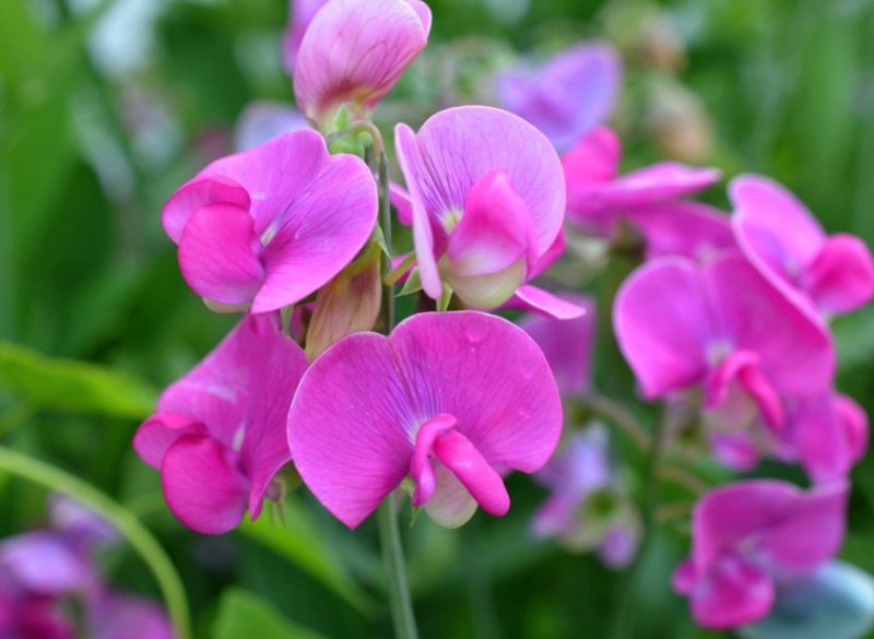 Flowers That Bloom in Spring