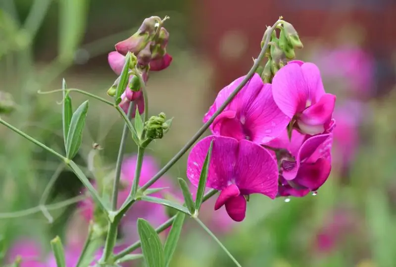 Flowers That Smell Good