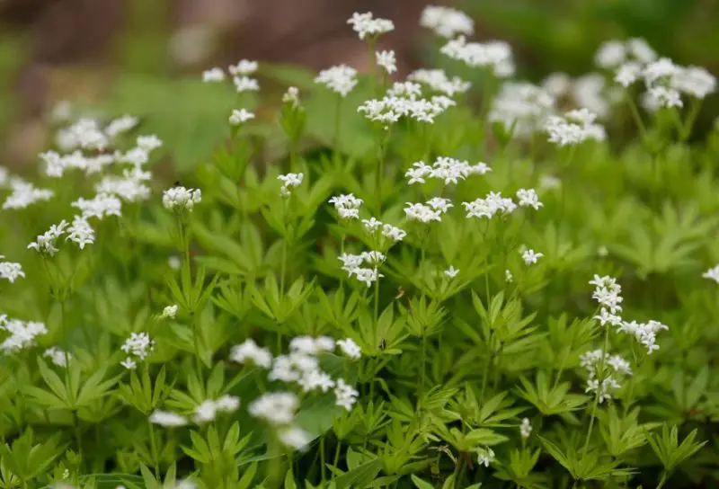 Plants That Repel Mosquitoes
