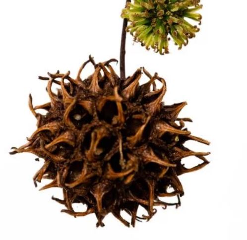 Seeds that Look Like a Brain