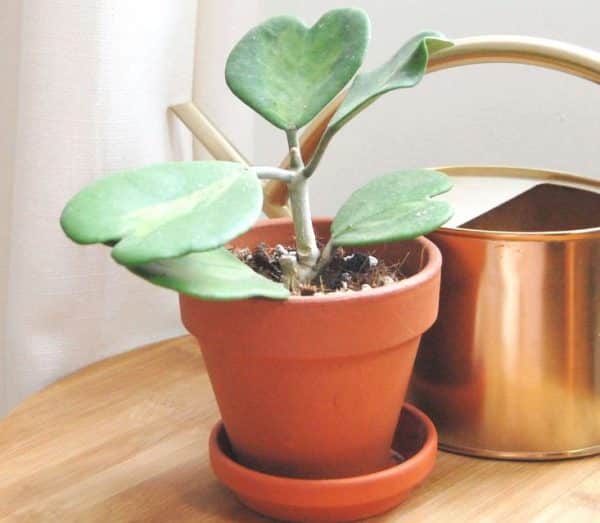 Pet Safe House Plants