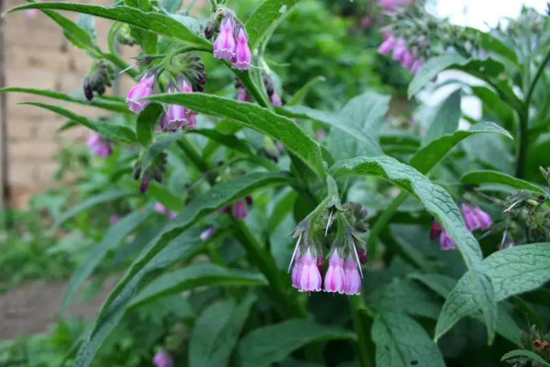 Shrubs with Purple Flowers