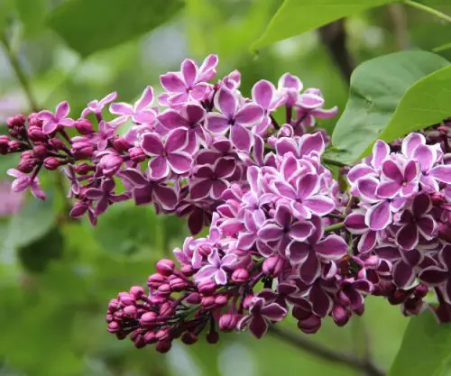 Syringa