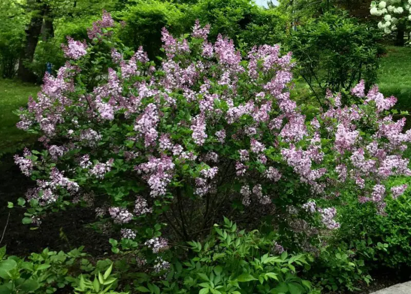 Shrubs with Purple Flowers