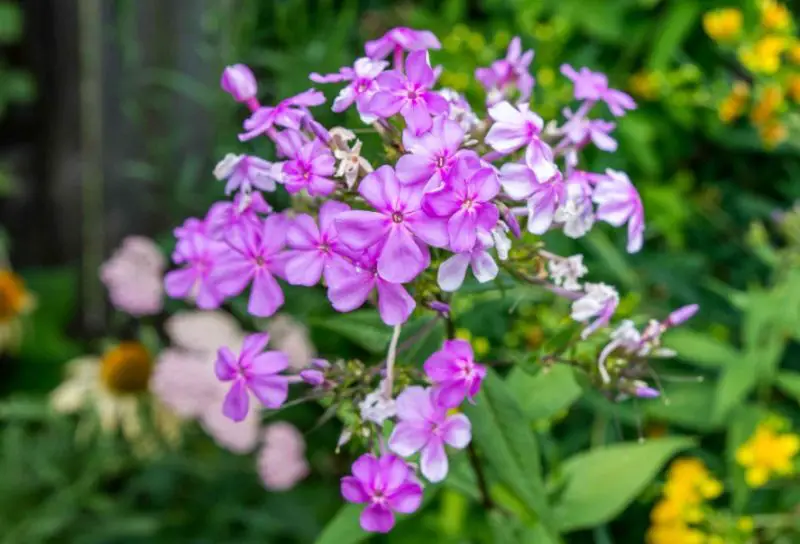 Flowers That Bloom in Spring