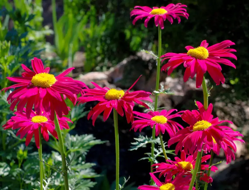 Flowers That Start With T