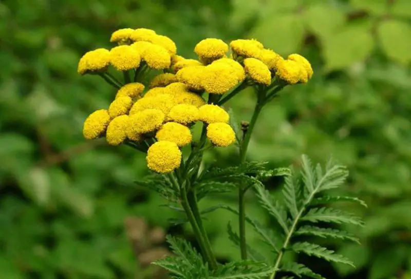 Plants That Repel Mosquitoes