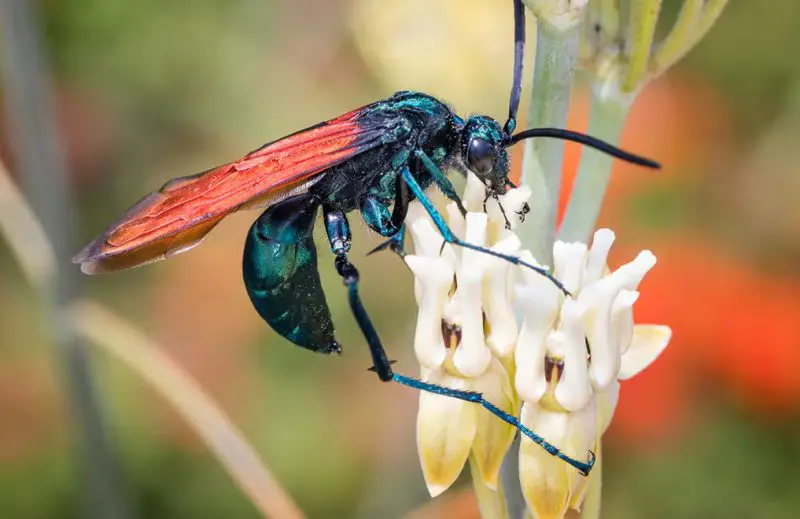 Dangerous Bugs in Missouri