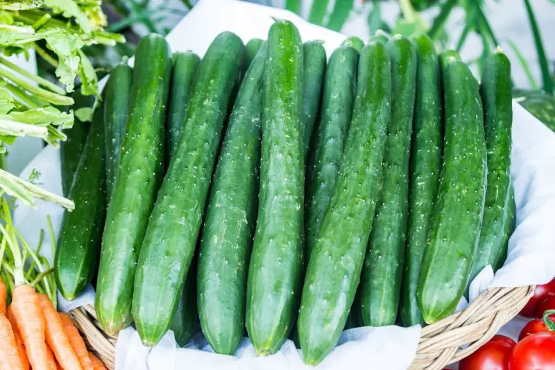 Types of Cucumber Plants