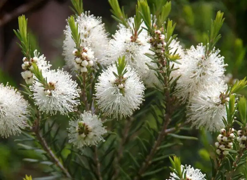 Plants That Repel Mosquitoes