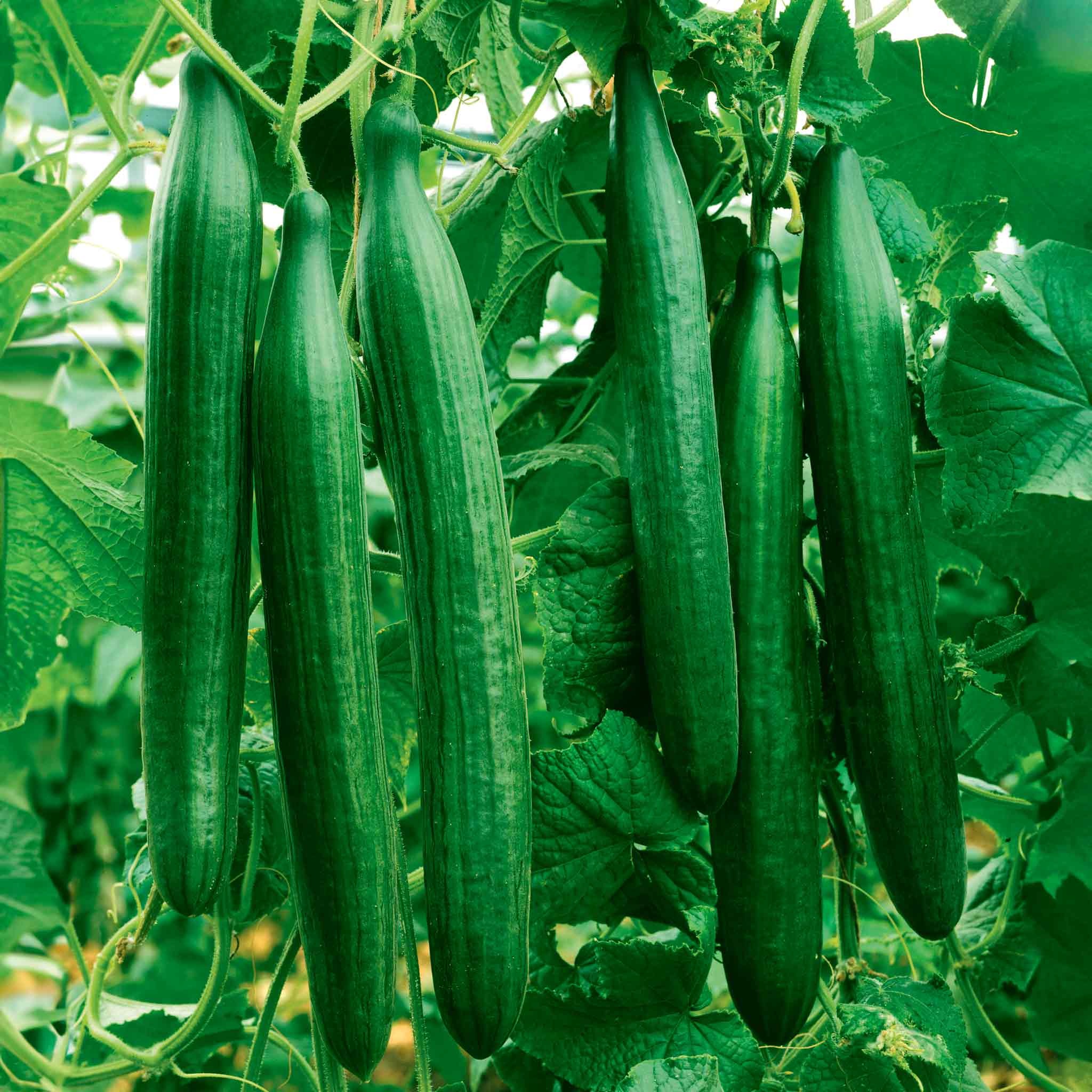 Types of Cucumber Plants