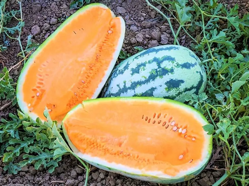 Types of Watermelon Plants