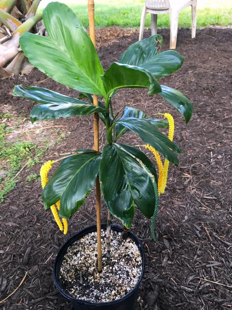 Types of Palm Trees in Florida