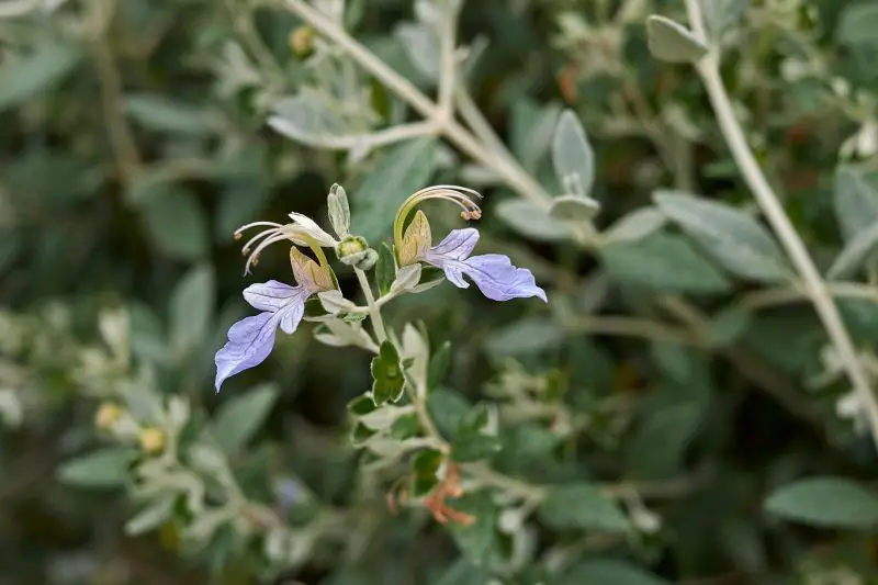 Shrubs with Purple Flowers