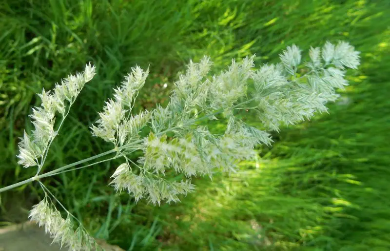Types of Grass in Texas