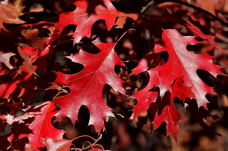 Types of Oak Trees in Texas