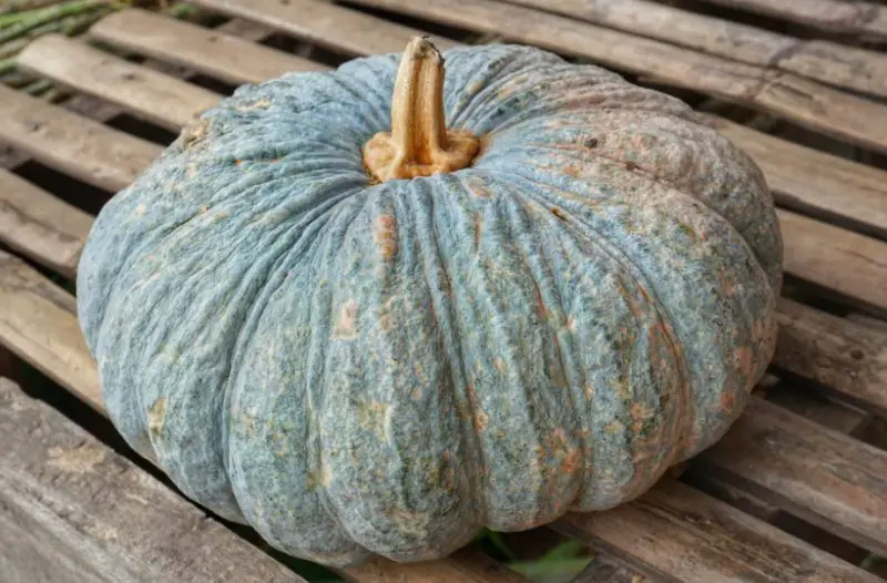 Green Pumpkins