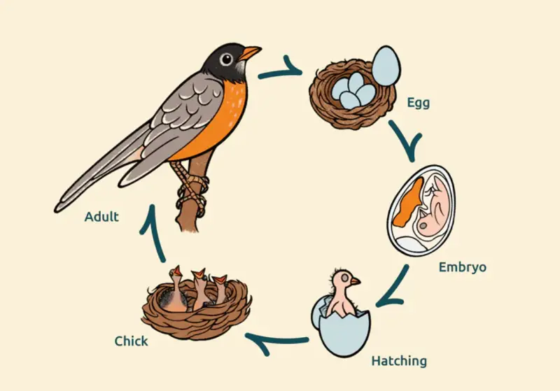 The Life Cycle of a Sparrow
