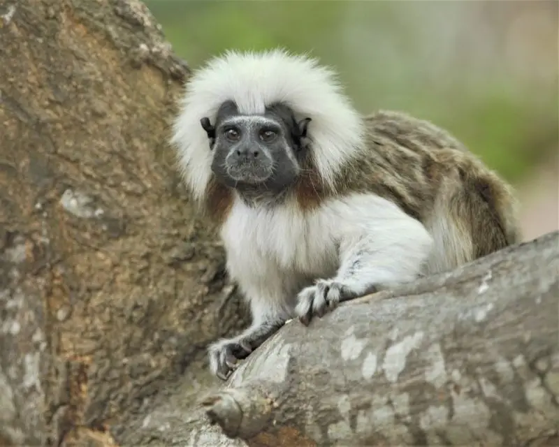 the Saguinus oedipus