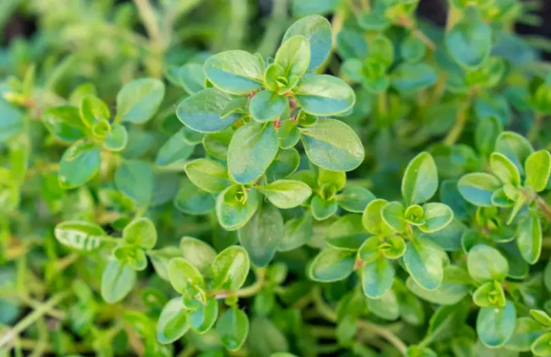 Plants That Repel Mosquitoes
