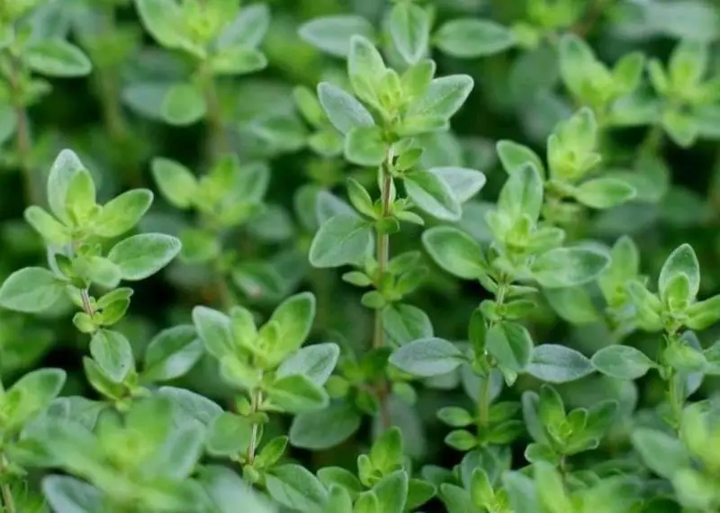 thyme-thymus-vulgaris-800x570-2 Plants That Repel Flies