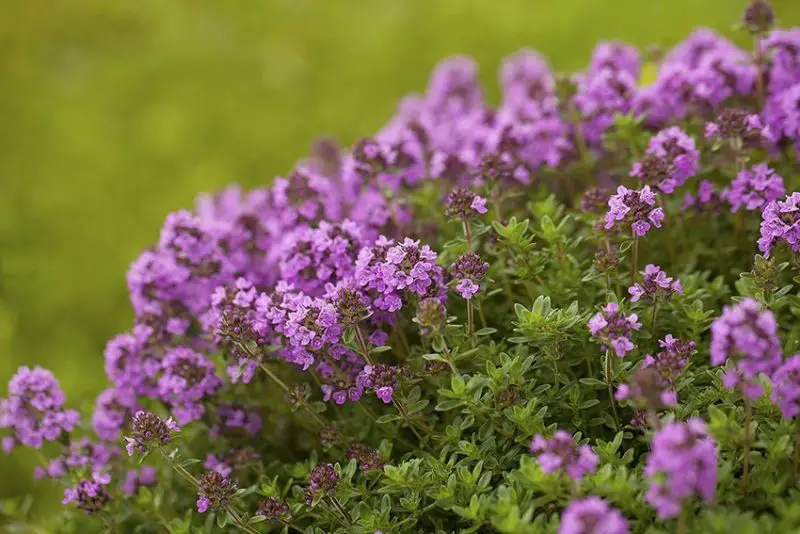 Shrubs with Purple Flowers
