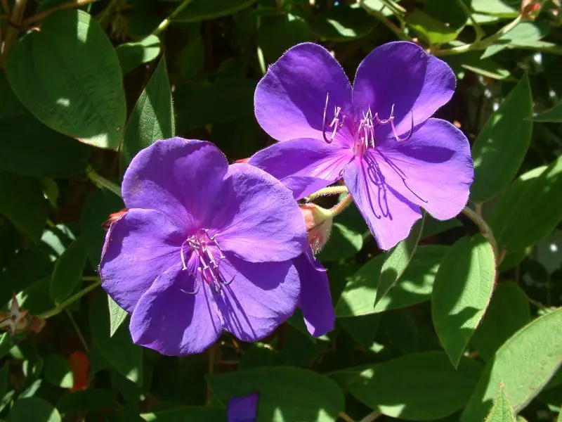 Shrubs with Purple Flowers