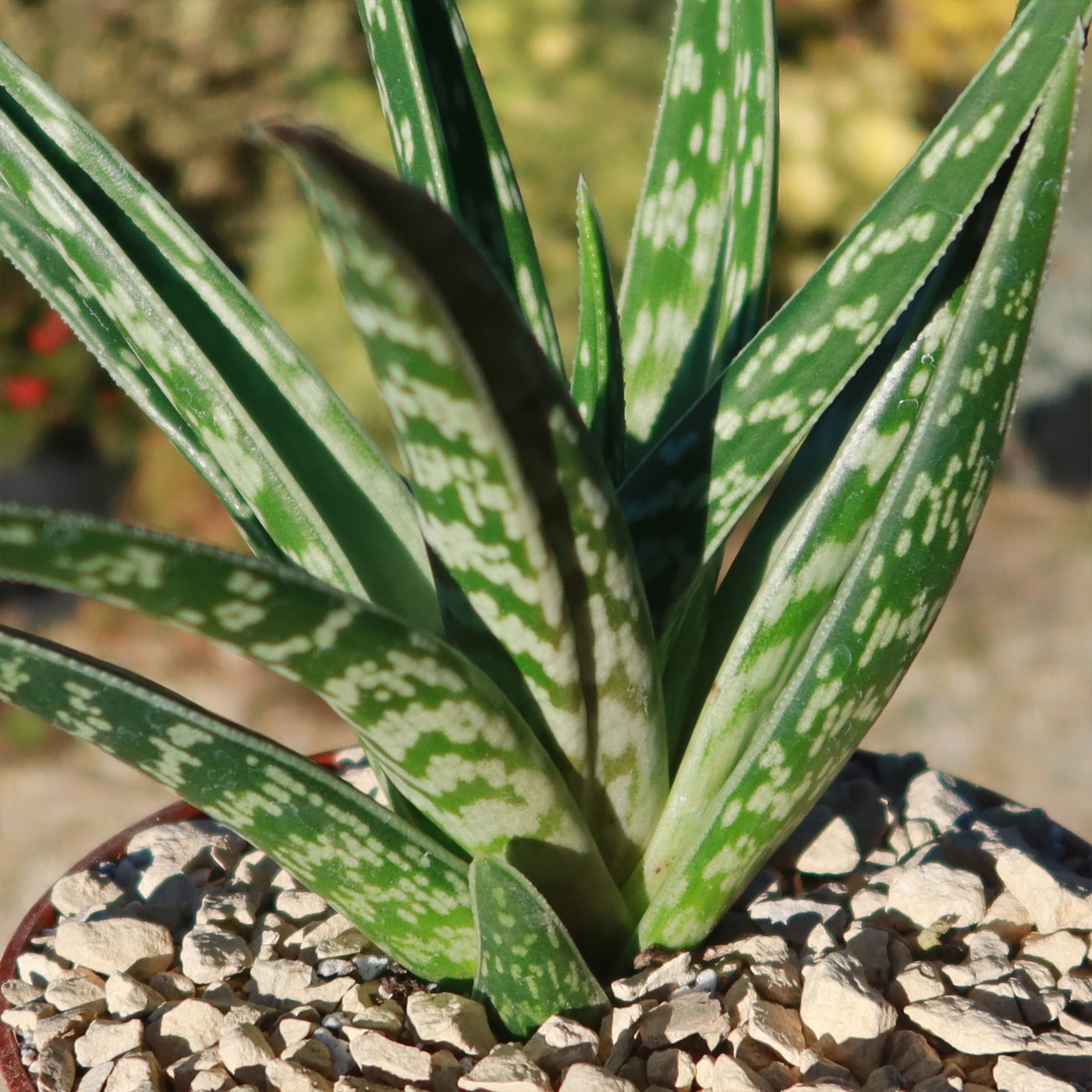 tiger-aloe-gonialoe-variegata Types of Aloe Plants