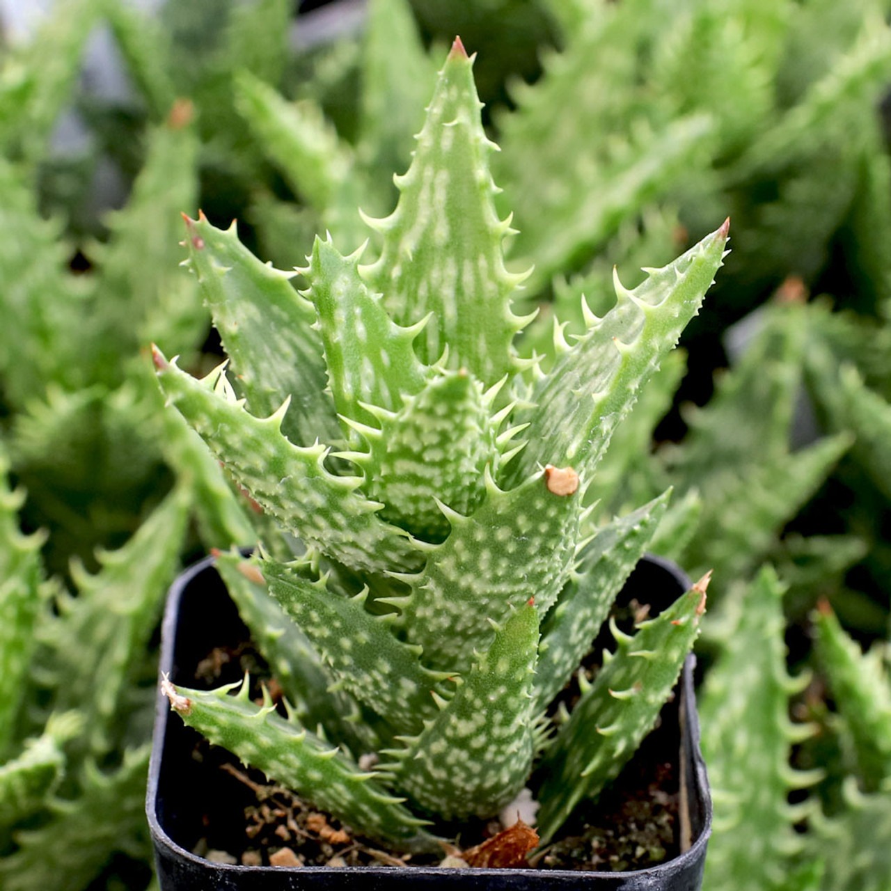 tiger-tooth-aloe-aloe-juvenna Types of Aloe Plants