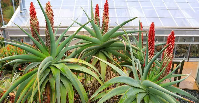 tilt-head-aloe-aloe-speciosa-800x417-1 Types of Aloe Plants