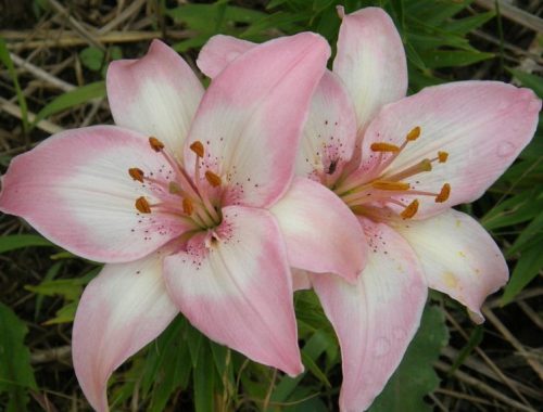 tiny-todd-asiatic-lily-500x380-1 Tiny Todd Asiatic lily