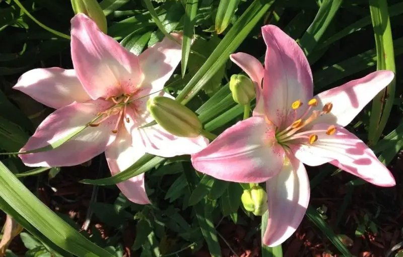 Types of Lilies