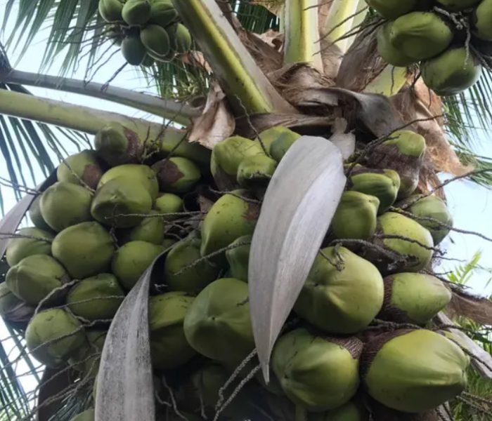 Types of Coconuts