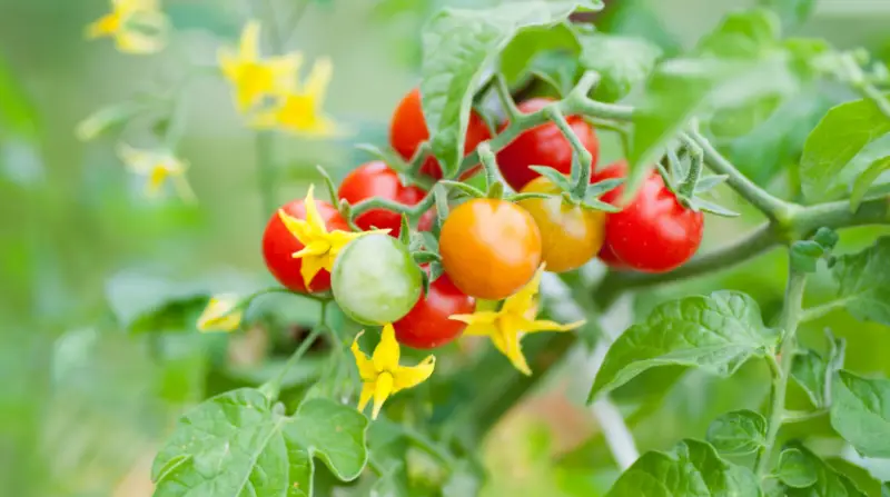 tomato-solanum-lycopersicum-800x447-1 Plants That Repel Flies