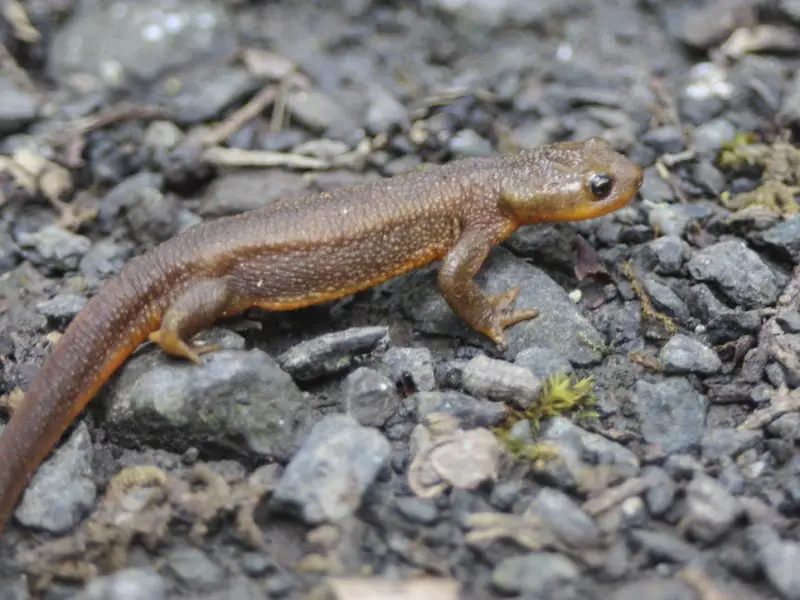 Traits of Newts Found Across Washington State