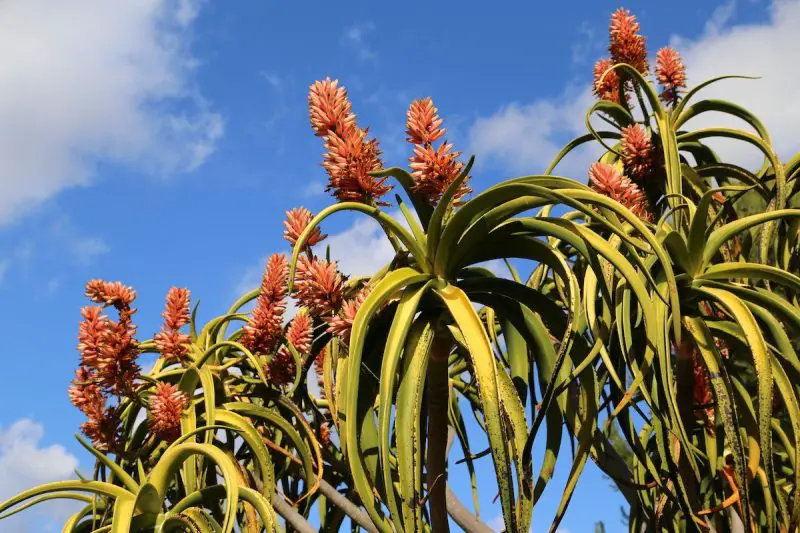 tree-aloe-aloe-barberae-800x533-1 Types of Aloe Plants