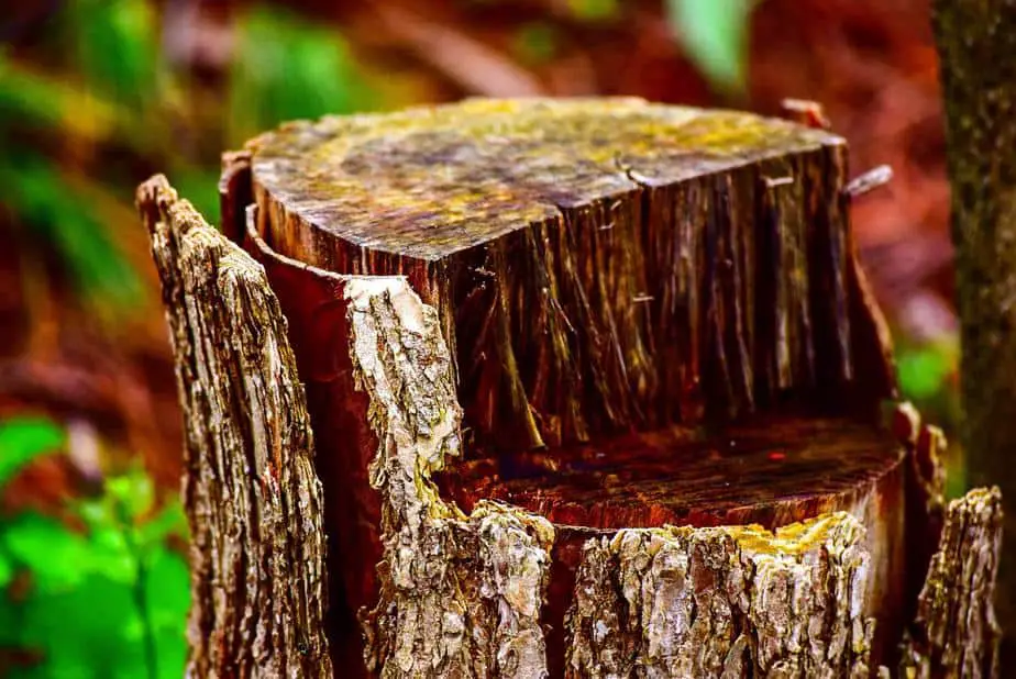 tree-stump-1-2