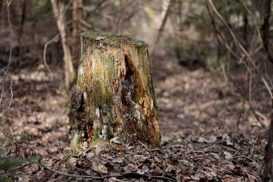 tree-stump-3-scaled-2