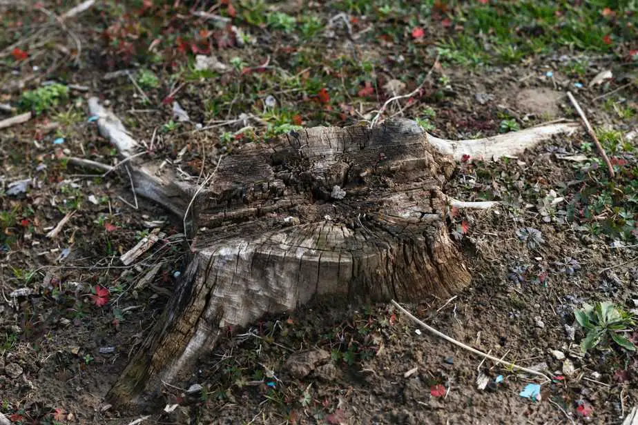 tree-stump-4-1-scaled-2