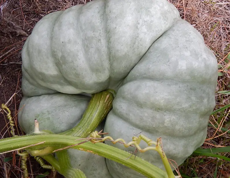 Green Pumpkins