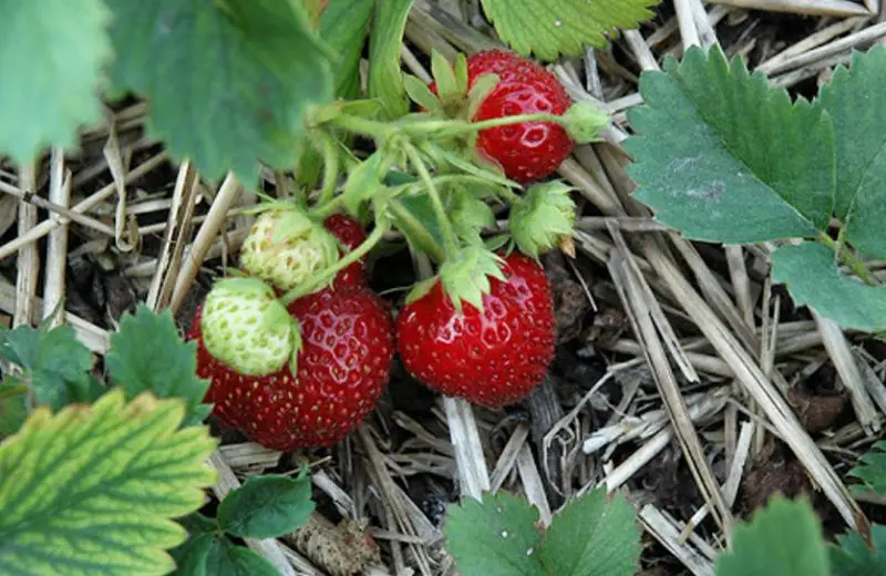 Types of Strawberry Plants