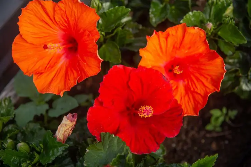 Types of Hibiscus Plants