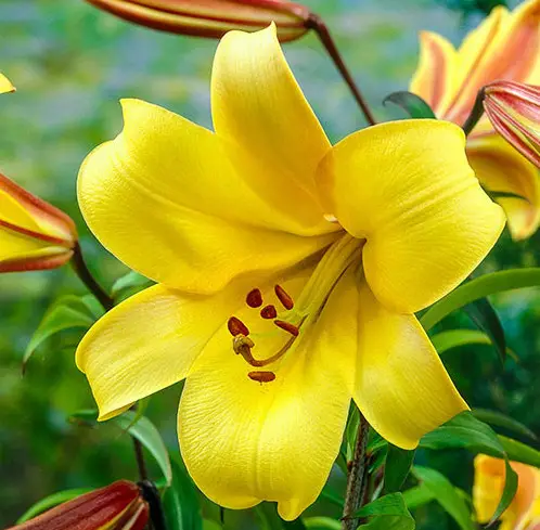 trumpet-yellow-lily Trumpet Yellow Lily