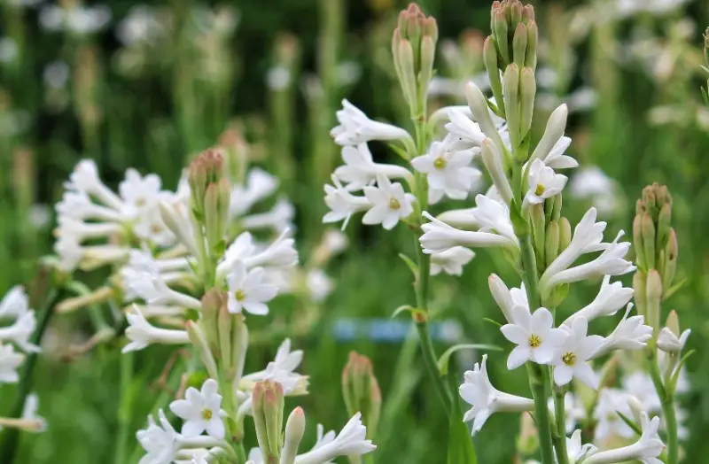 Flowers That Smell Good
