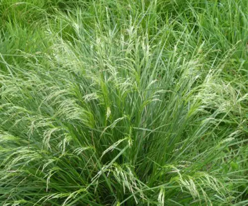 California Native Grasses