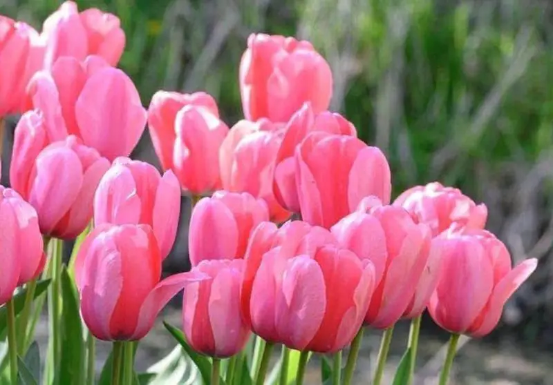 tulips-800x558-1 Flowers That Are Toxic to Cats