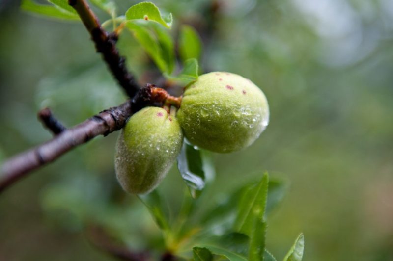 Almond Trees