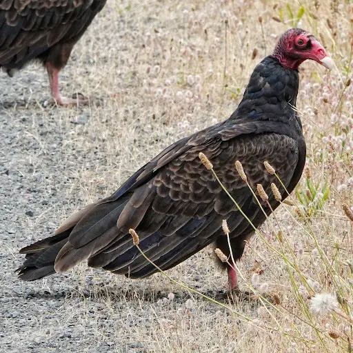 Discover the 7 Vultures Soaring Above Ohio