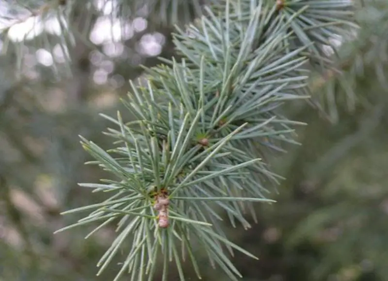 Types of Cedar Trees