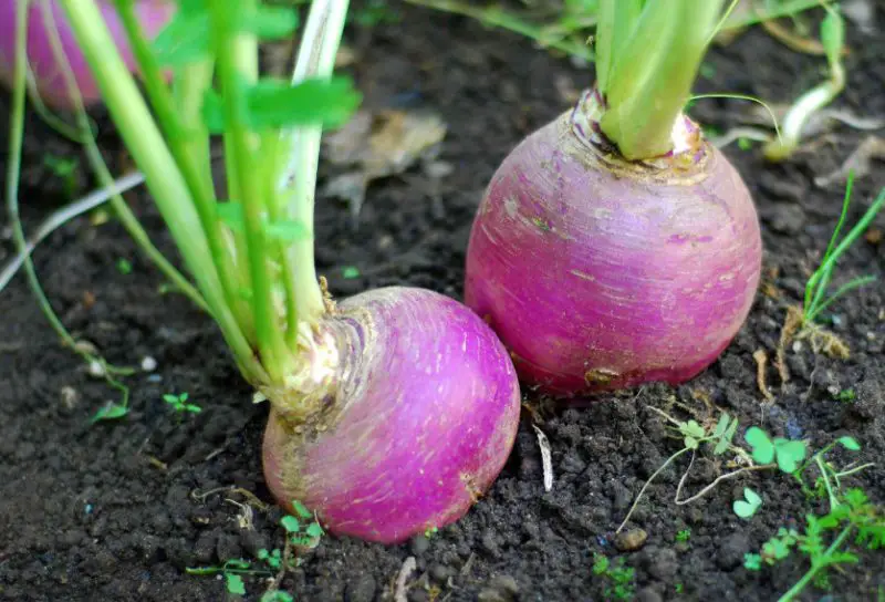 Raspberry Companion Plants